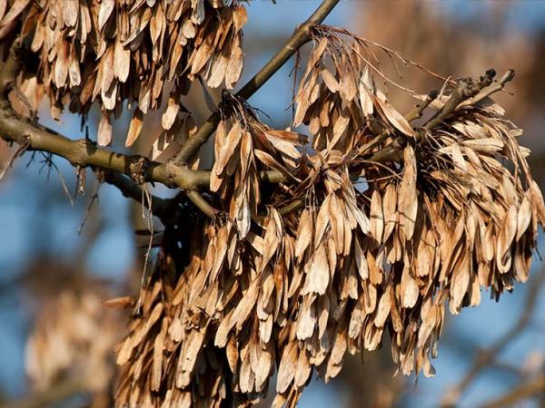 The Issue Explained: What is Ash&nbsp;Dieback?