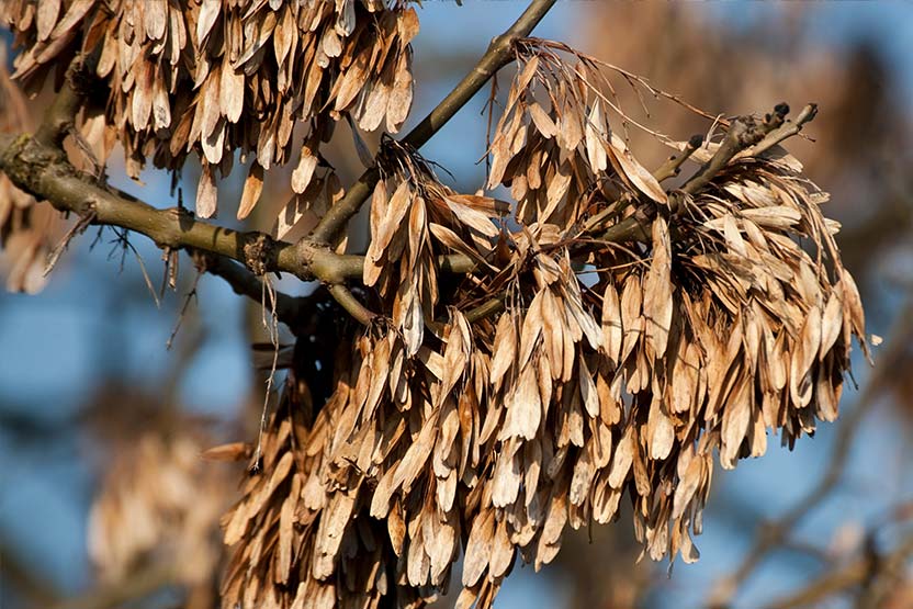 The Issue Explained: What is Ash&nbsp;Dieback?