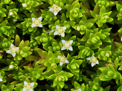 The Issue Explained: New Zealand Pigmyweed – A Persistent Threat to Our&nbsp;Ponds