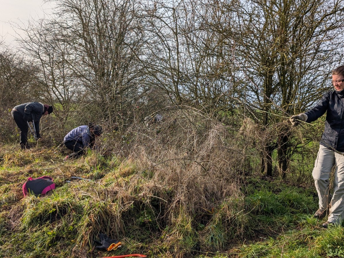 Grizzled Skipper Work Parties Completed&nbsp;(2025-26)