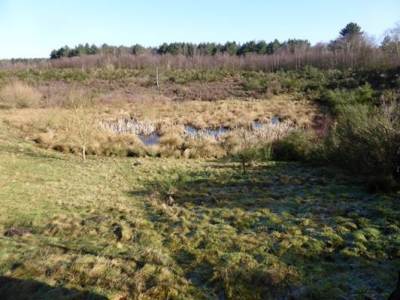 Heathland: A Sherwood Treasure in&nbsp;Nottinghamshire