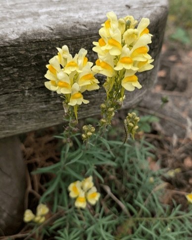 Common Toadflax is a pretty little flower, full pale and golden yellow petals in clusters growing as tall as a bench seat.