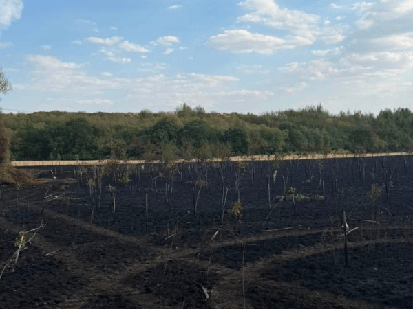 The Issue Explained: Wildfire – A Growing Challenge for&nbsp;Conservation?