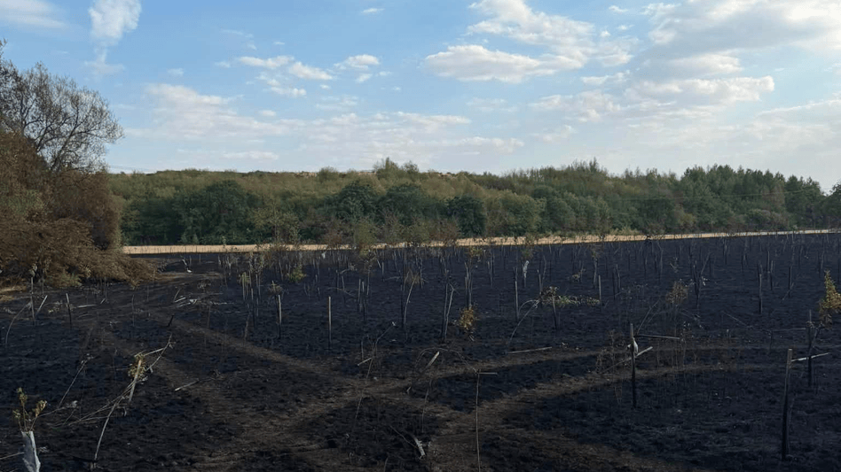 Field which is black and burnt due to a wildfire. Several spindly trees are still standing but with few leaves.
