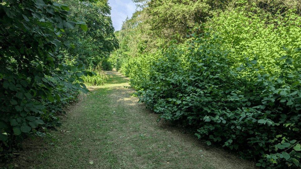 A path of mown grass surrounded by vegetation on both sides. Everything looks lush and green.