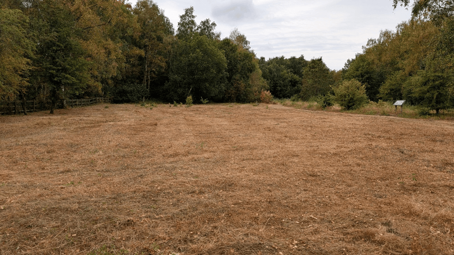 A mown grassland meadow which is yellow / orange. Green leafy trees are around the edge of the area.