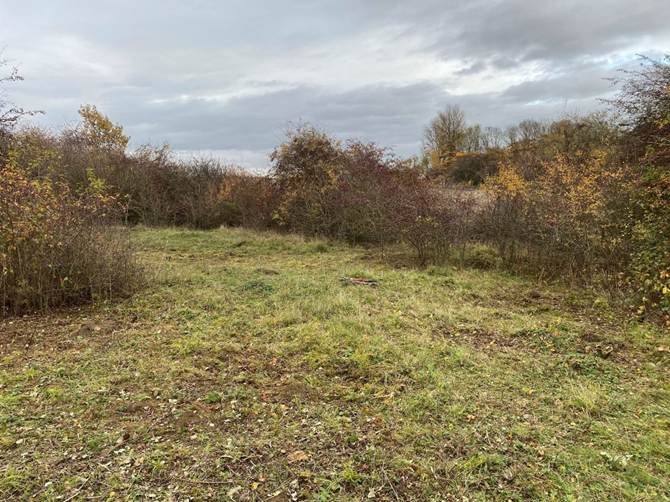 The scrub on the ground has been cleared and grass is much shorter