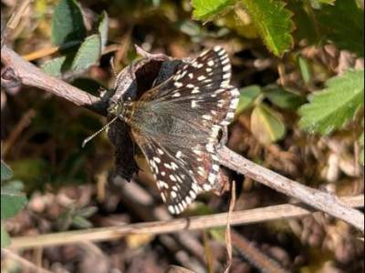 LBAP Species Sightings in&nbsp;Nottinghamshire