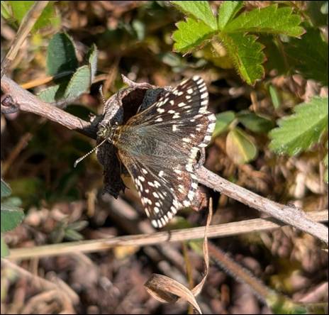 Closeup of a Grizzled Skipper butterfly. It is a small butterfly, and its wings are dark brown with a white speckled pattern and a consistent white and brown alternating pattern on its borders.