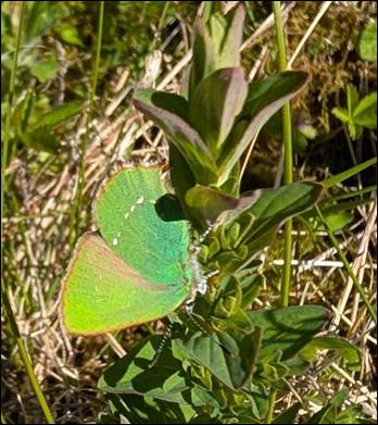Close up of a Green Hairstreak Butterfly. Its wings are closed, but they are lime-green in colour.