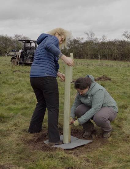 Two people planting a Black Poplar sapling into the ground at Brackenhurst