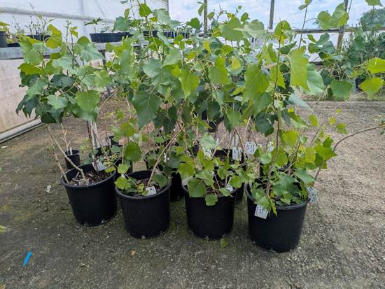 Eight pots of healthy looking leafy green Black Poplar in the greenhouse at Brackenhurst