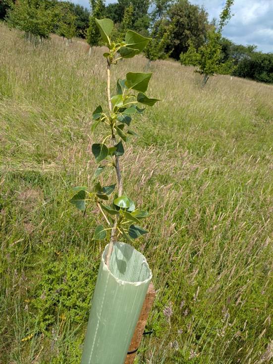 A leafy green successful Black Poplar sapling outdoors at Brackenhurst