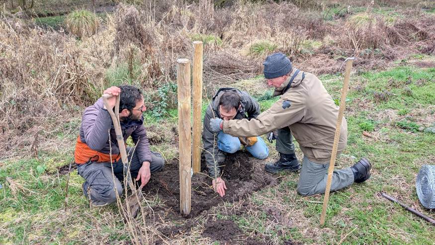 Three people planting Black Poplar saplings outdoors at Vicar Water Country Park
