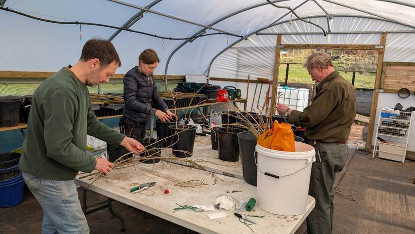 Three people planting Black Poplar whips (young branches with buds) at Sherwood Forest Trust in the polytunnel