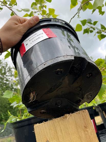 Tub containing leafy Black Poplar saplings. The tub has been lifted to show the roots growing out of the holes in the bottom