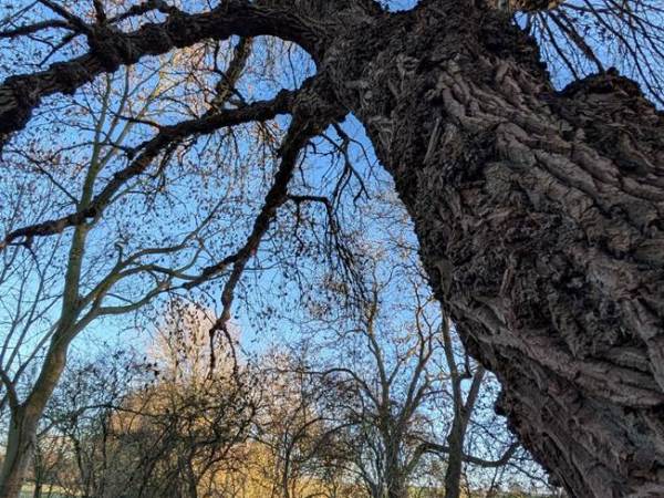 Nottinghamshire’s Native Black Poplars: Part&nbsp;1