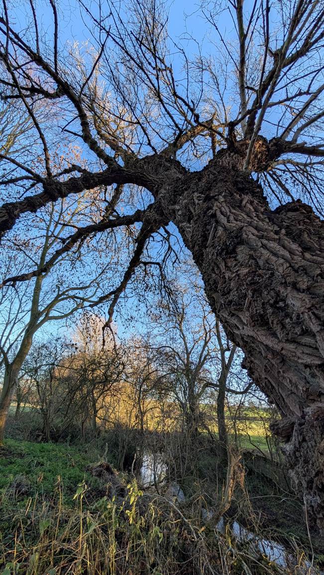 Nottinghamshire’s Native Black Poplars: Part 1