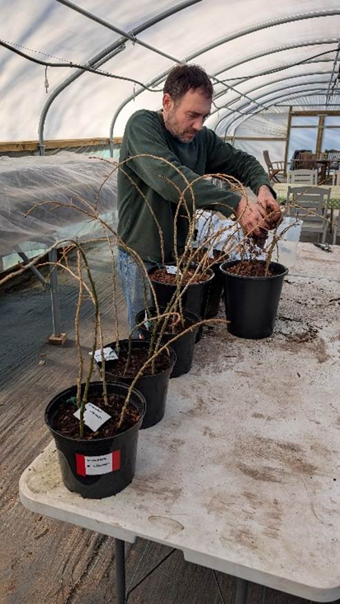 One person planting Black Poplar whips (young branches with buds) at Sherwood Forest Trust in the polytunnel. He has 6 pots in front of him and is sprinkling soil into one.