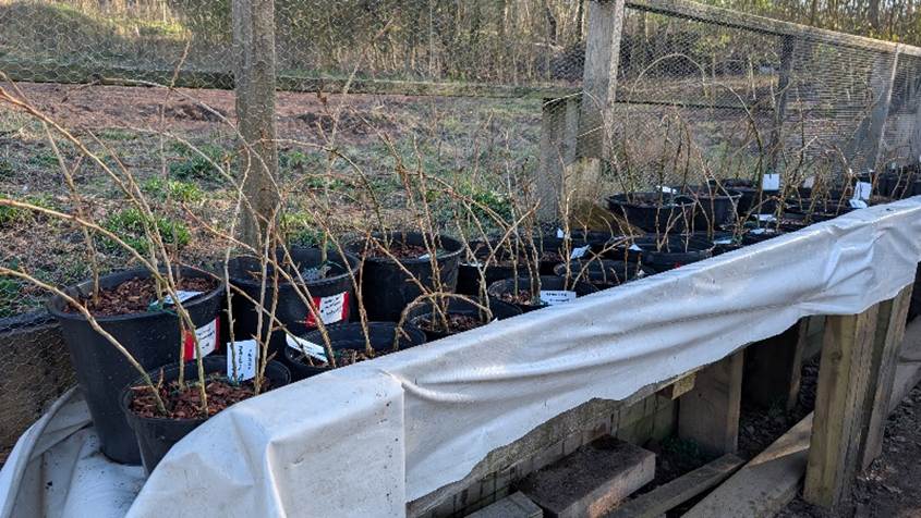 Group of black poplar whips (young branches with buds) at Sherwood Forest Trust outdoors