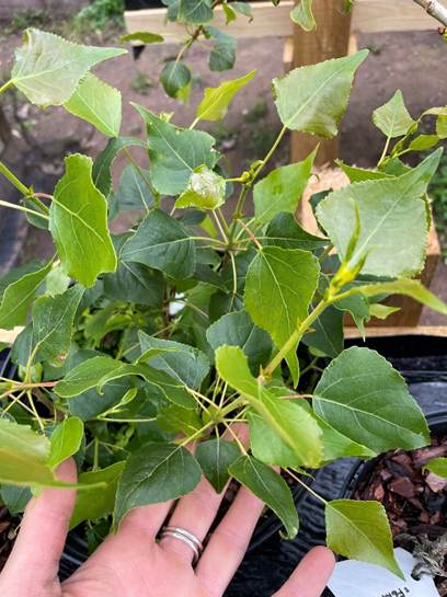Closeup of Black Poplar whips in full leaf outdoors at the Sherwood Forest Trust