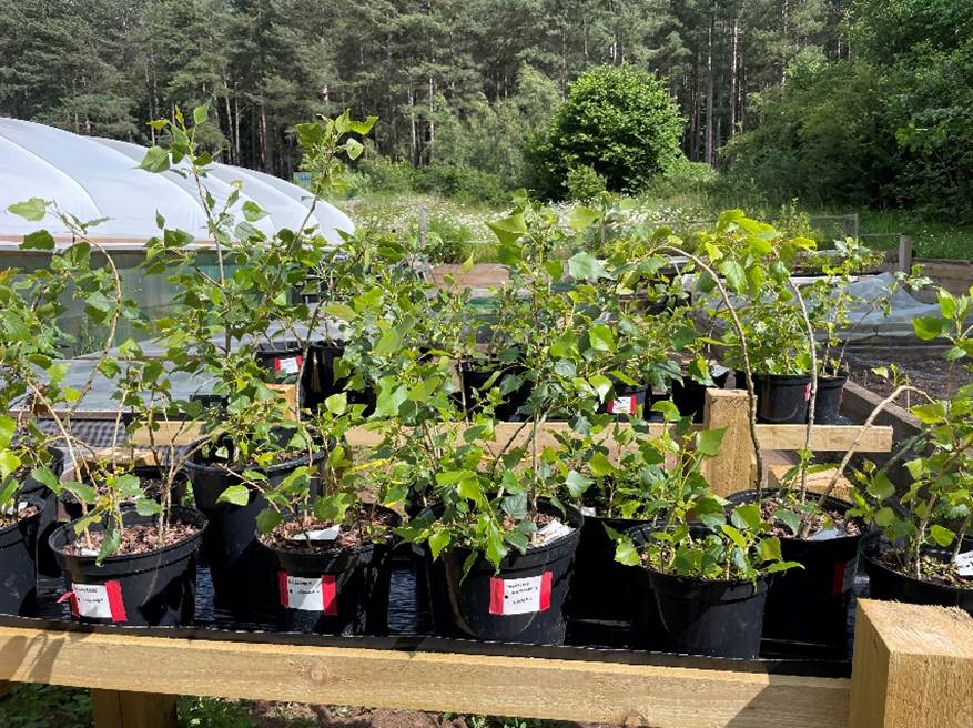 Black Poplar whips in full leaf outdoors at the Sherwood Forest Trust