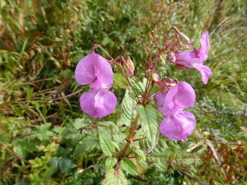 Three pretty pink flowers, trumpet like in shape, opening out with a petal above and below.