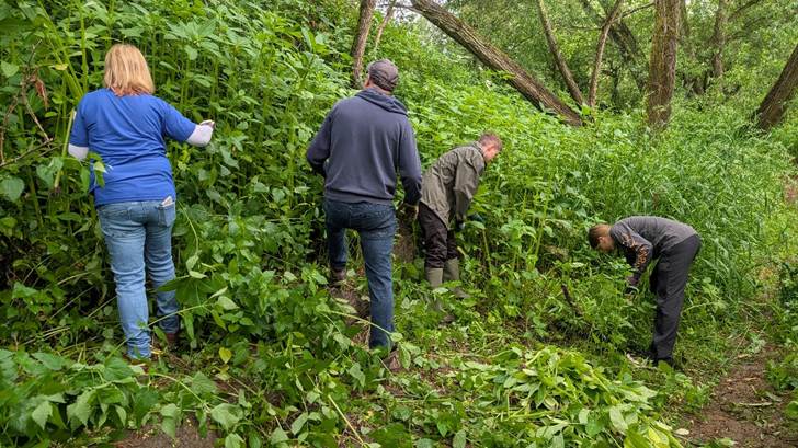 Four people tackling Himalayan Balsam. The leaves are very green and the plant is as tall as the people.