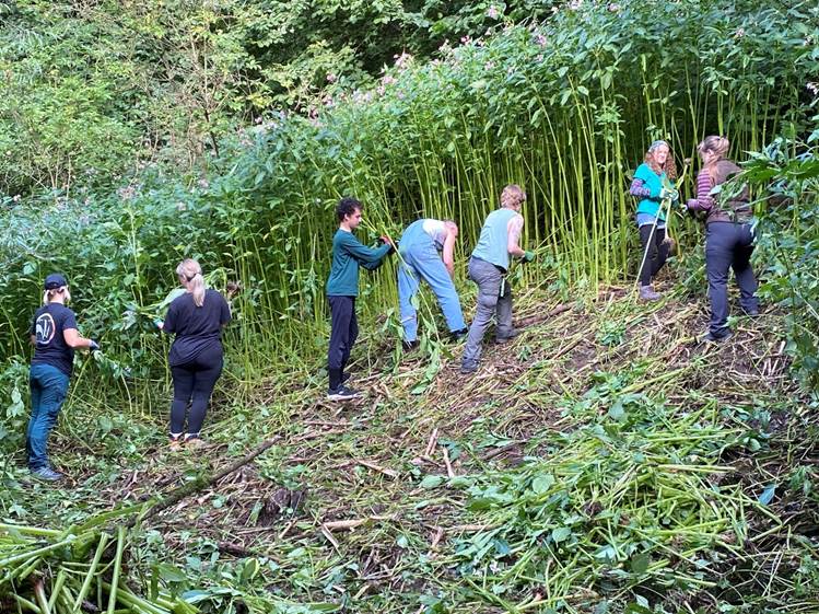 Seven people tackling Himalayan Balsam. The plant is taller than the people tackling it.