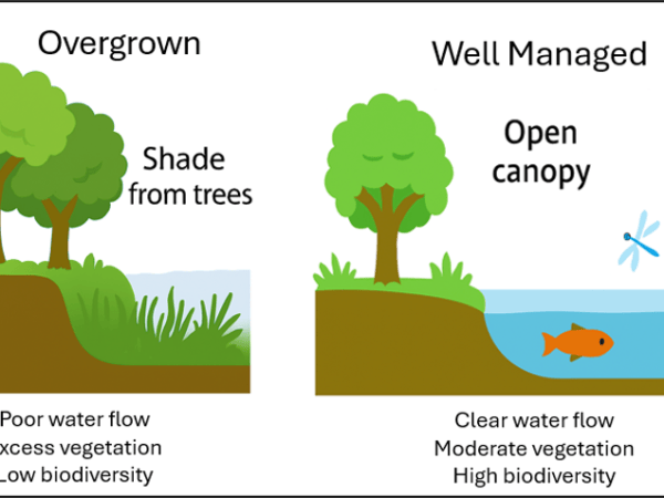 The Issue Explained: Why do we cut back vegetation from&nbsp;ponds?