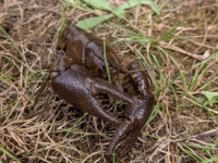 White-Clawed Crayfish Rescue and&nbsp;Translocations