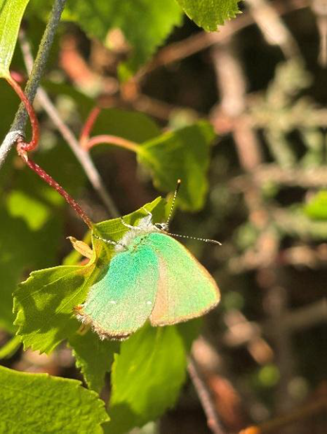 Close up of a Green Hairstreak Butterfly. Its wings are closed, but they are lime-green in colour.